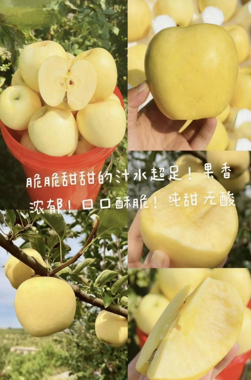 威海市品质**的维纳斯黄金，70、75mm10斤/件包邮精品