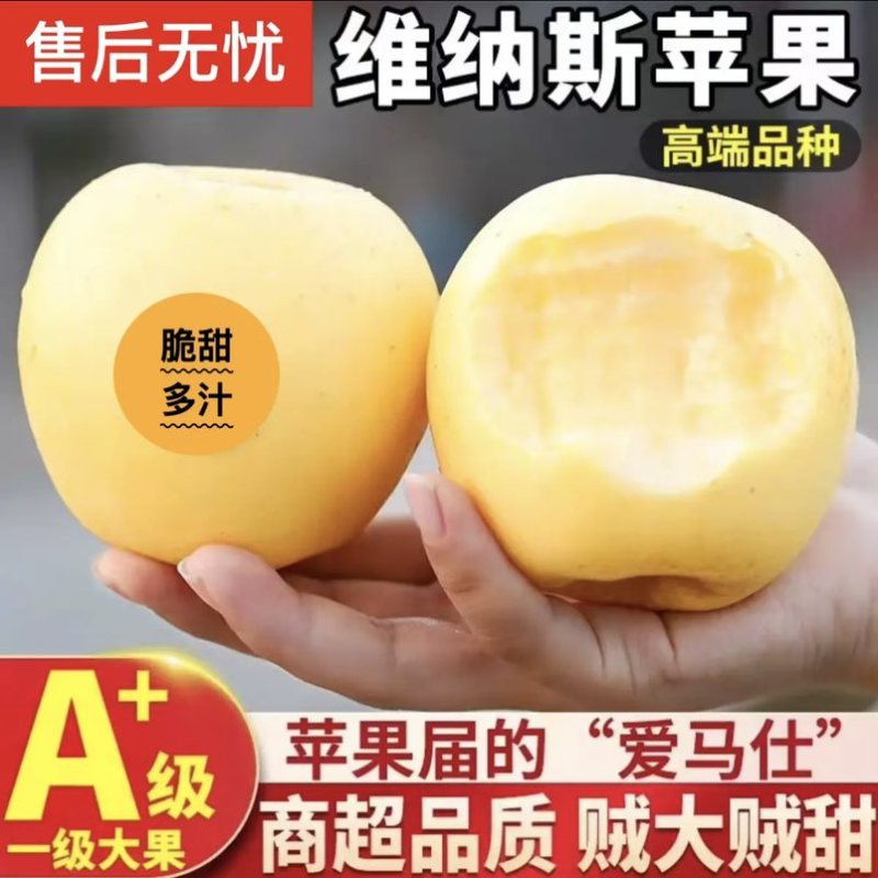 威海市品质**的维纳斯黄金，70、75mm10斤/件包邮精品
