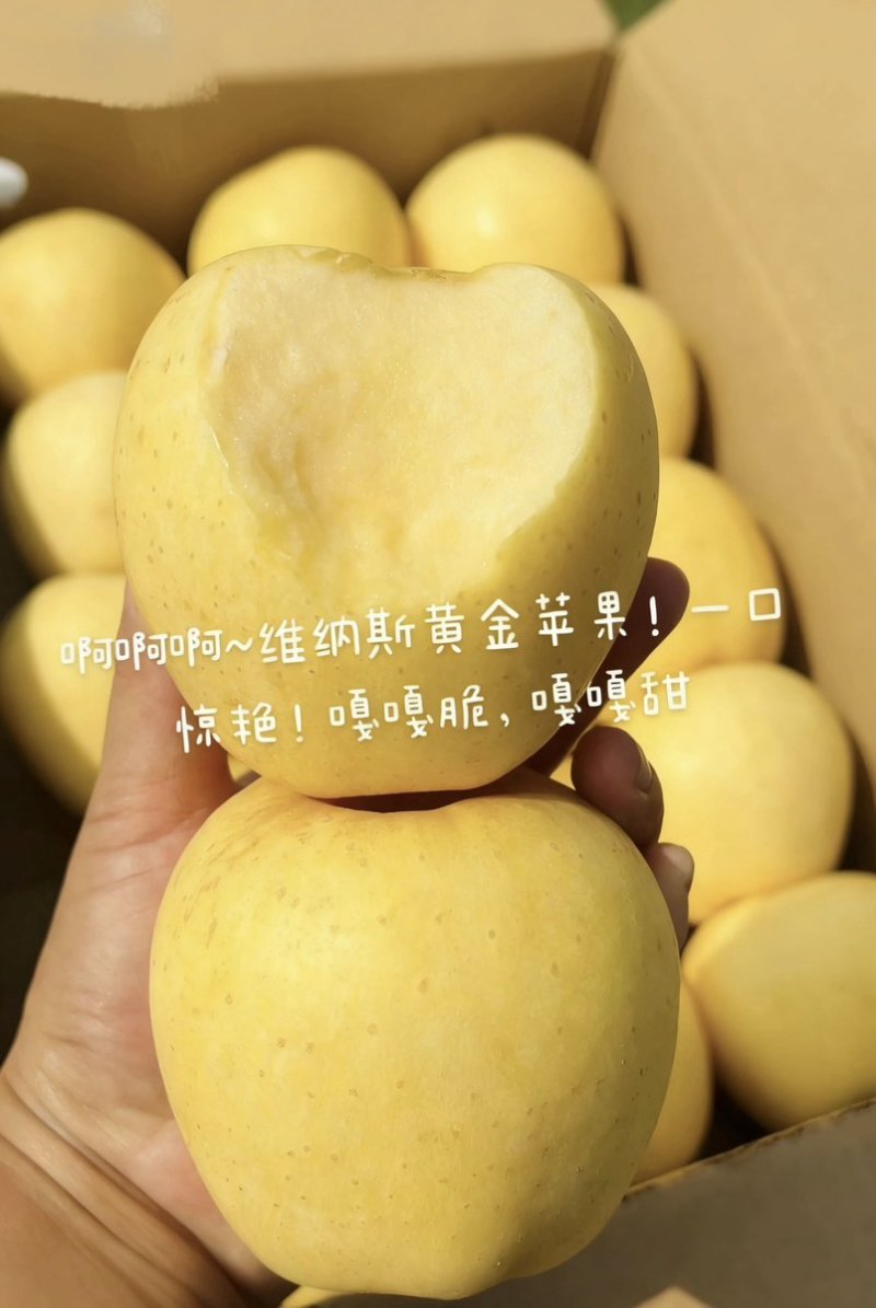 威海市品质**的维纳斯黄金，70、75mm10斤/件包邮精品