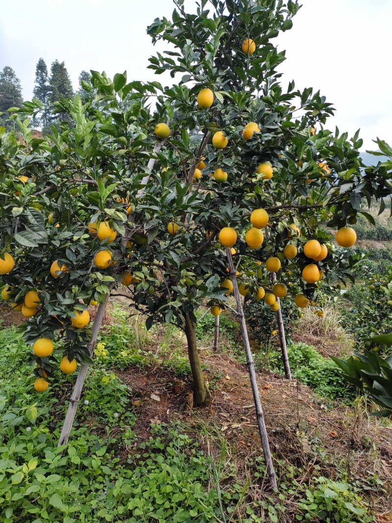 赣南脐橙。赣州安远自家果能种植