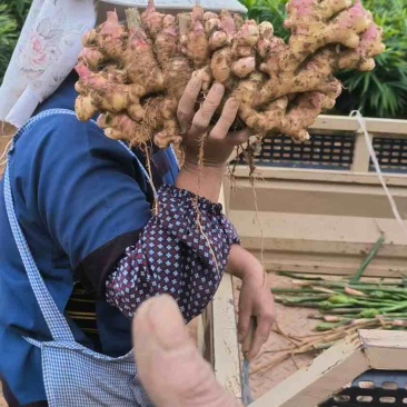 广南精品生姜
