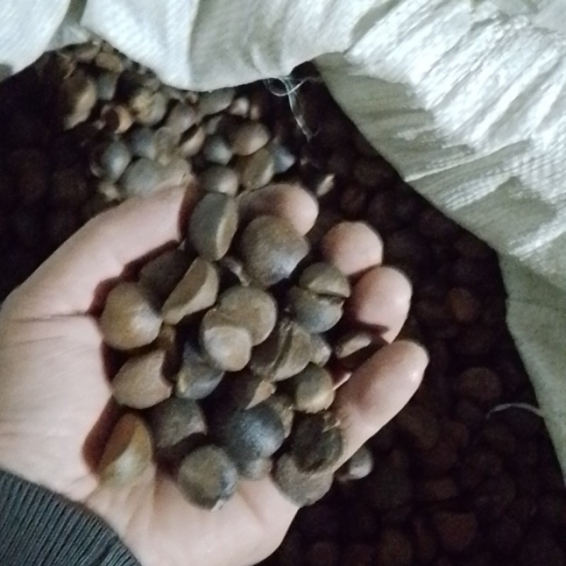 全干籽，人工手选，大量有货，整车物流都可以