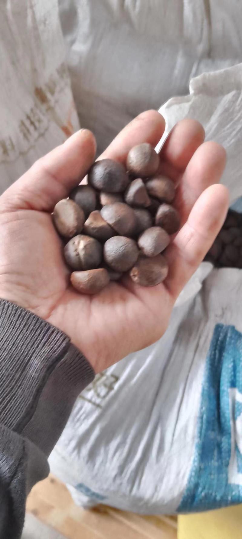 全干籽，人工手选，大量有货，整车物流都可以