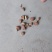 全干籽，人工手选，大量有货，整车物流都可以