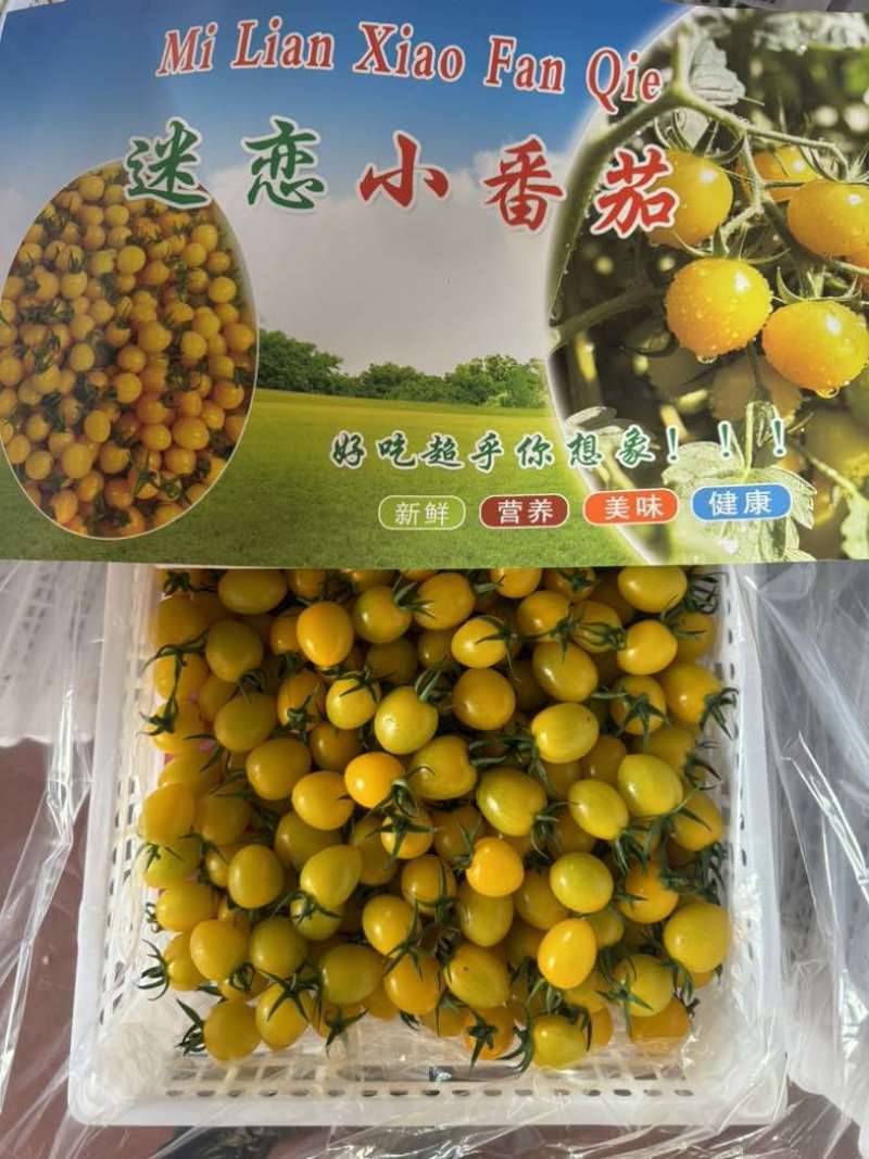 山东圣女果系列