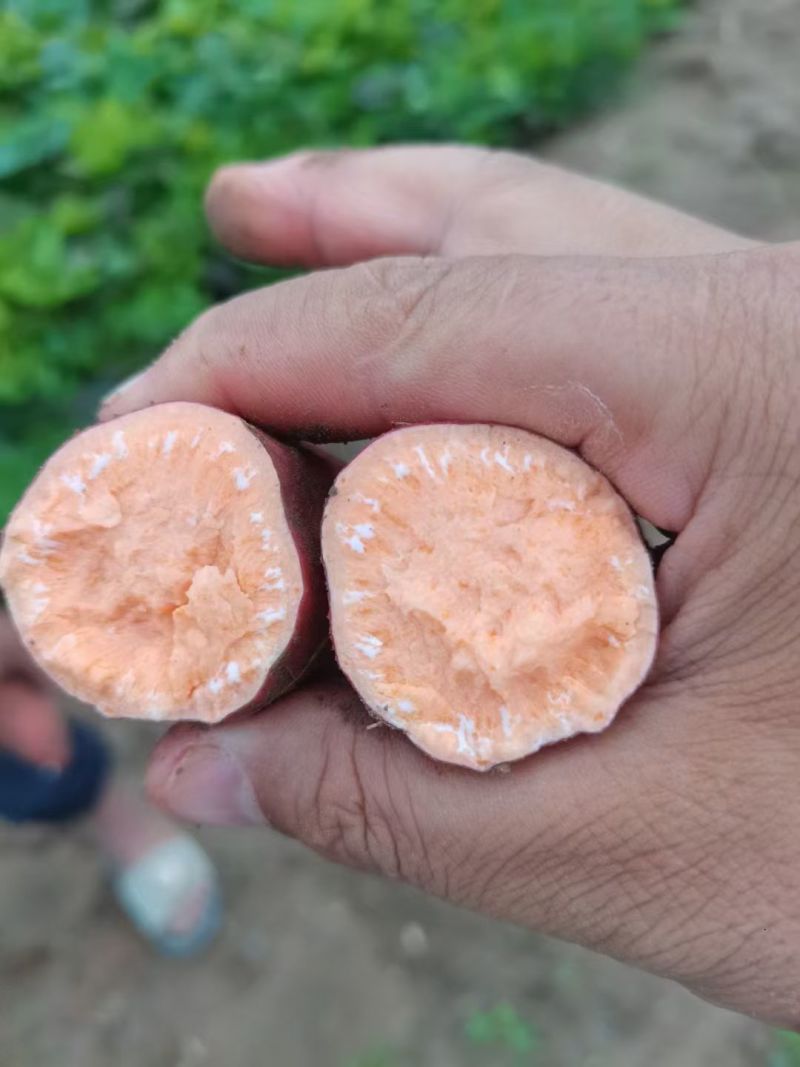 精品西瓜红红薯