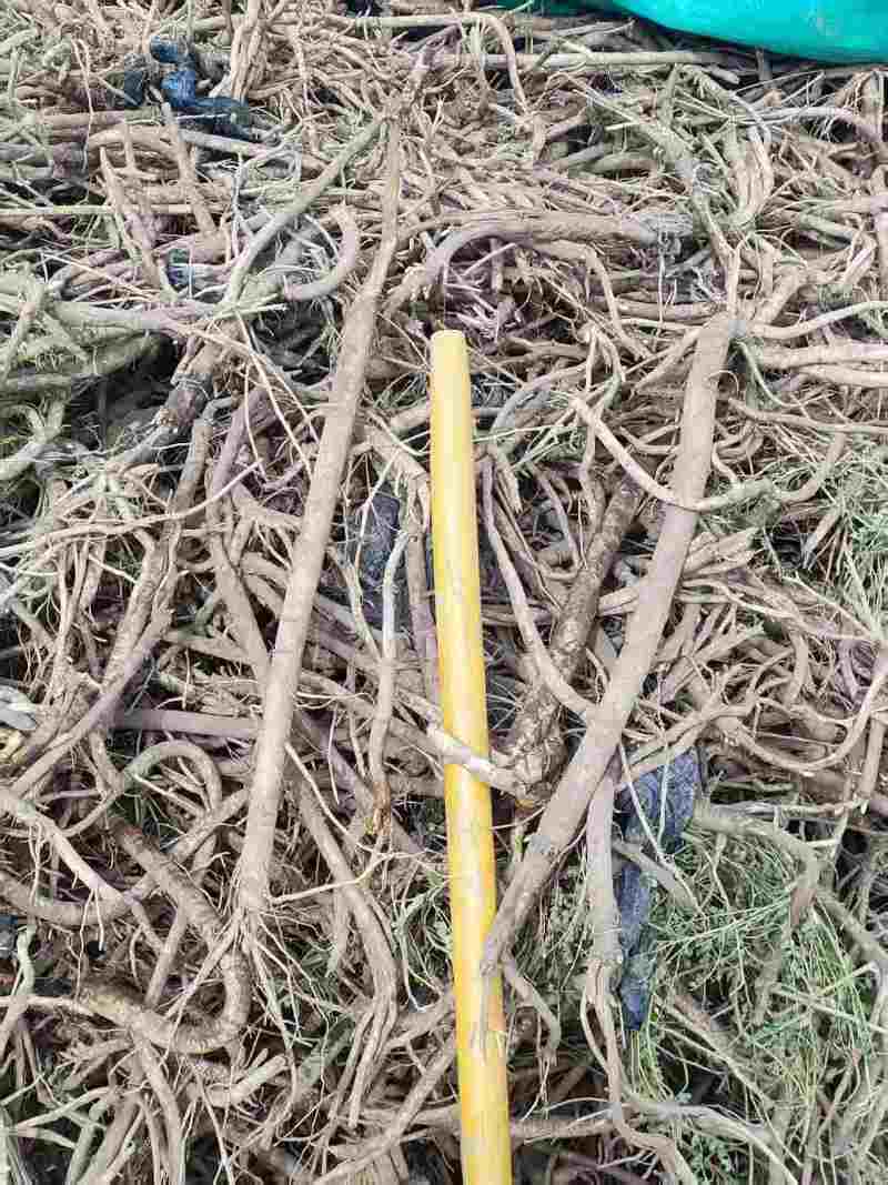 甘肃张掖种植黄芪鲜货