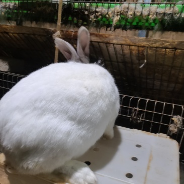 兔子