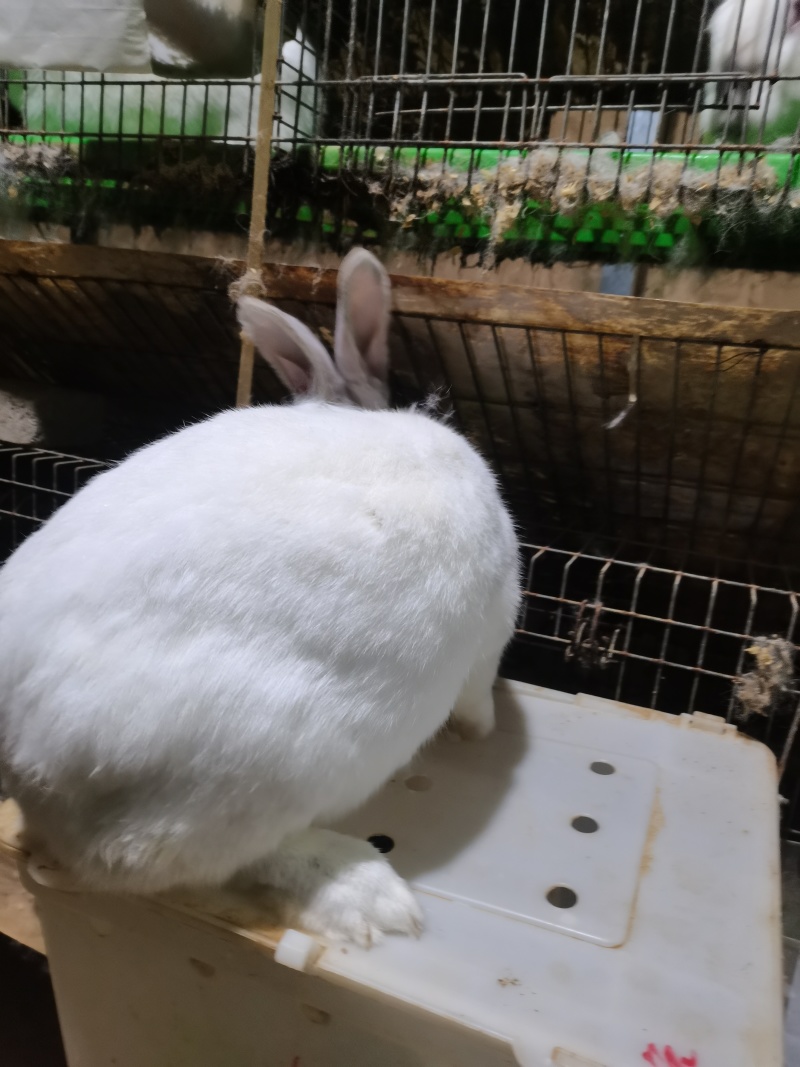 兔子