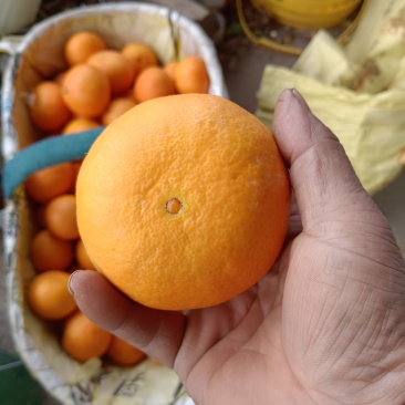 湖北宜昌高山蜜桔