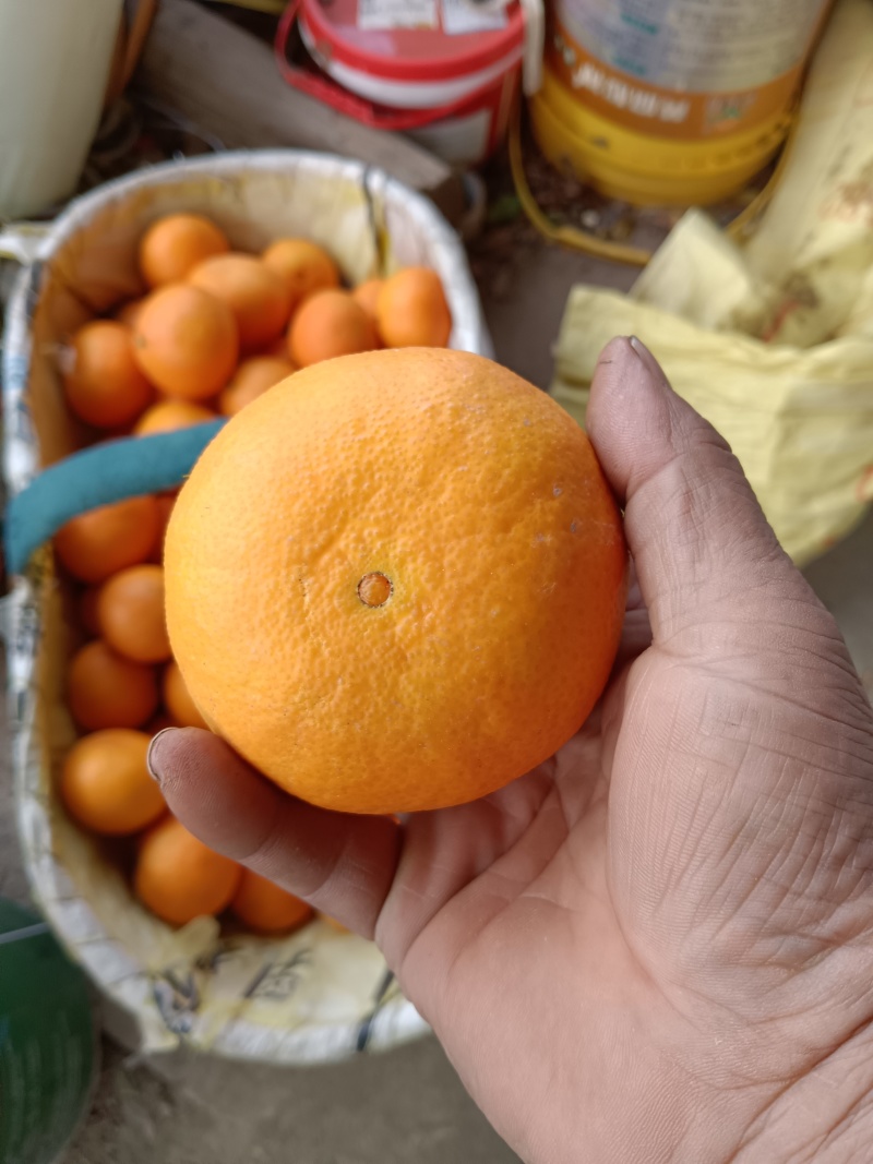 湖北宜昌高山蜜桔