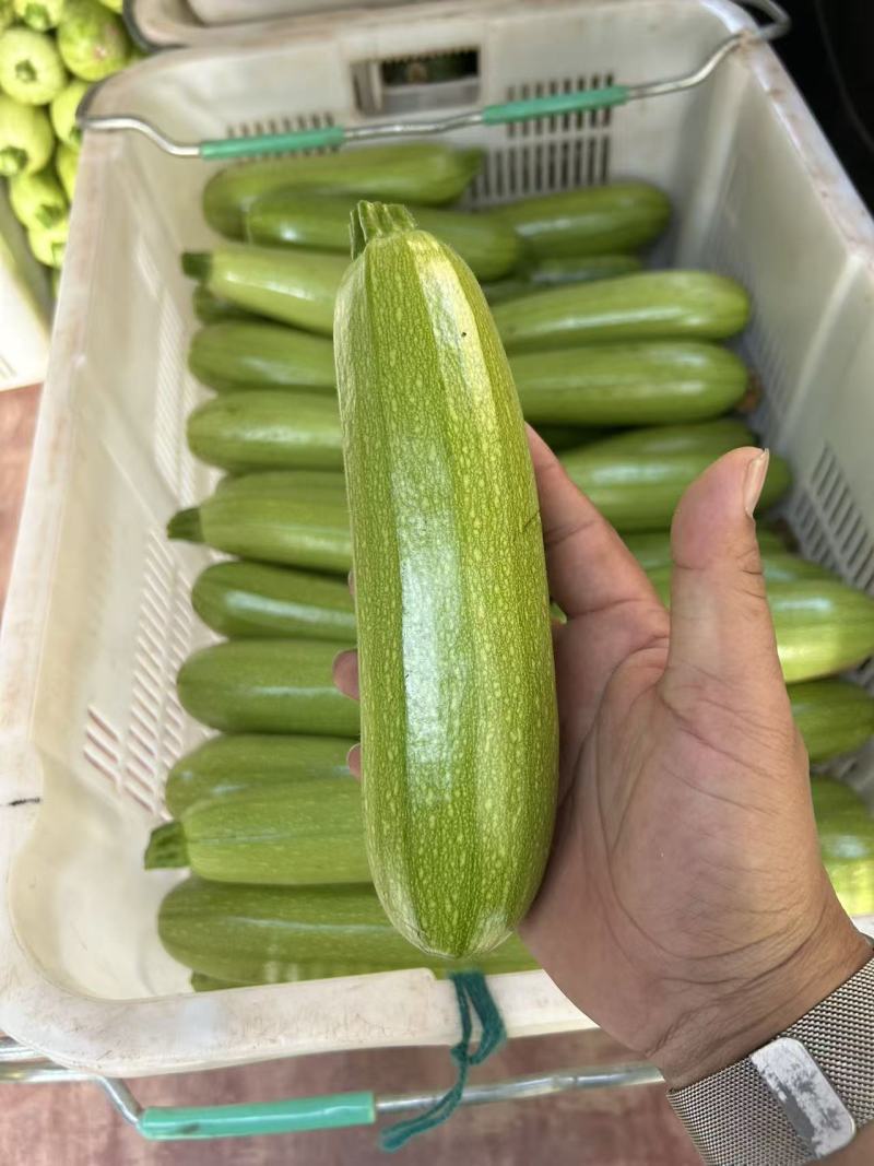 云南西葫芦小瓜新鲜采摘5斤带箱