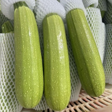 云南西葫芦小瓜新鲜采摘5斤带箱