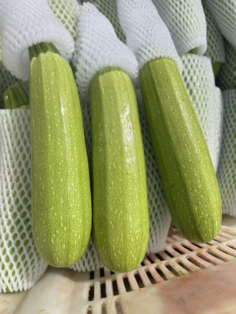 云南西葫芦小瓜新鲜采摘5斤带箱