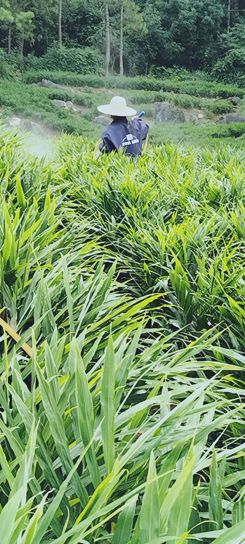 十亩精品姜