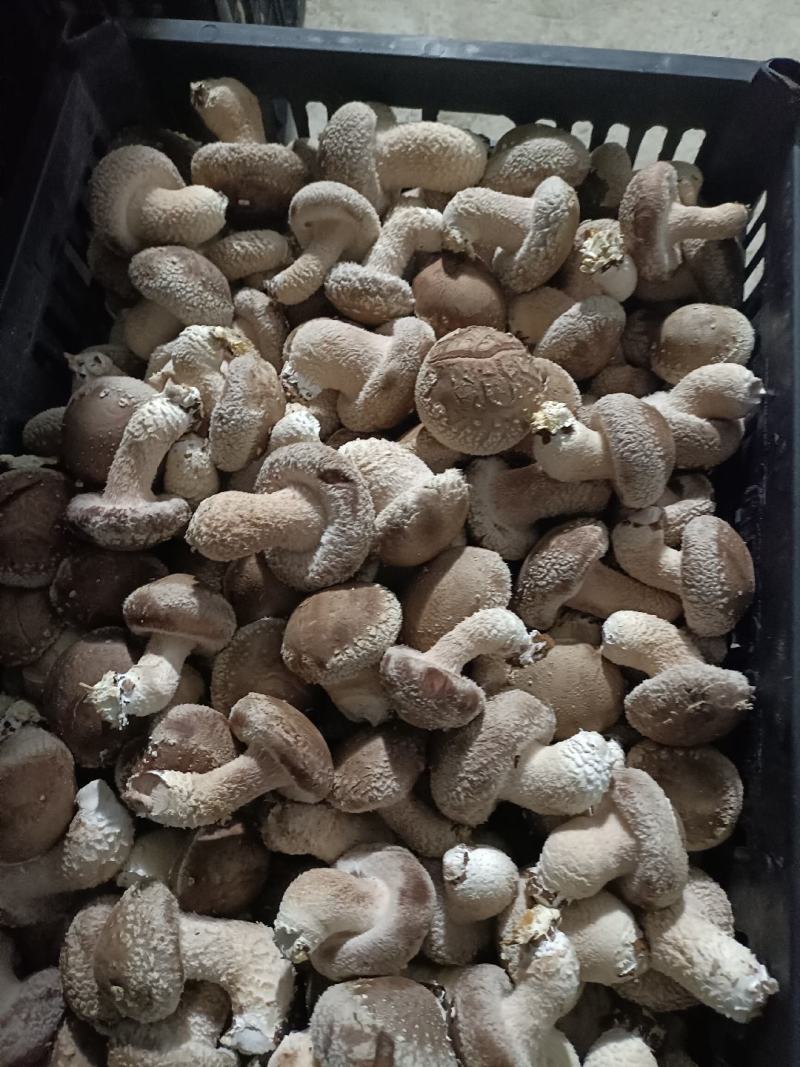 新鲜香菇
