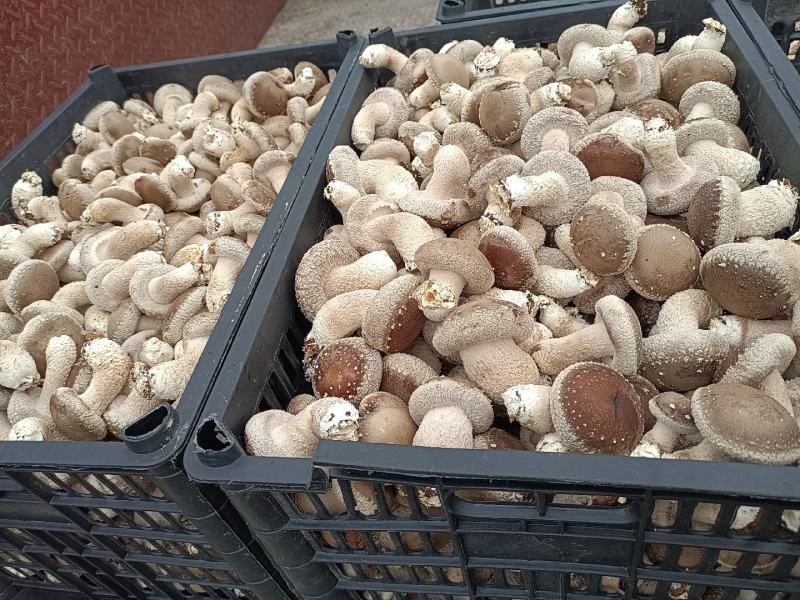 新鲜香菇