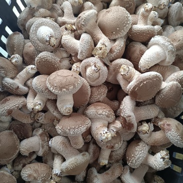 新鲜香菇