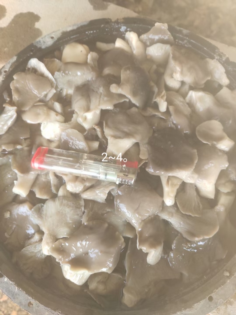 盐水平菇2-4.3-5.5-8公分