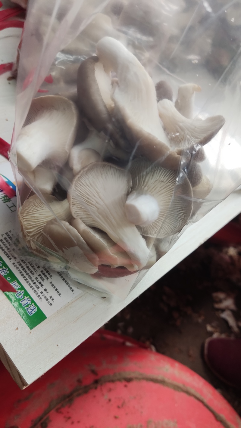 盐水平菇2-4.3-5.5-8公分