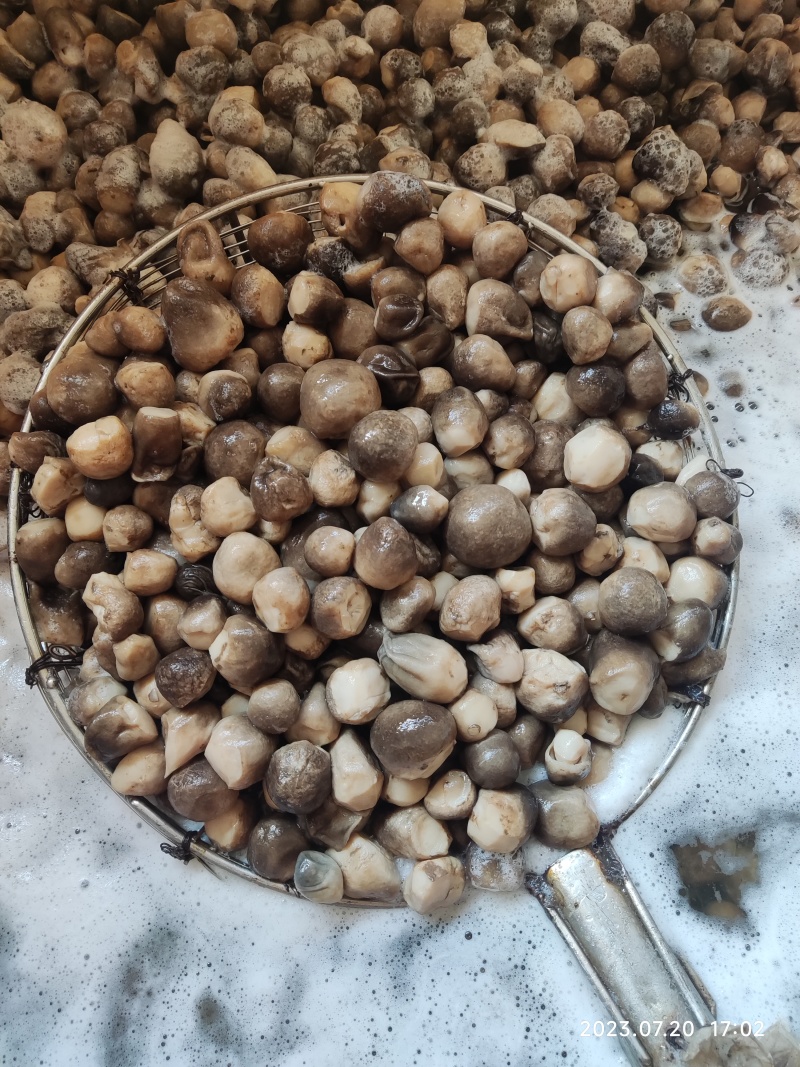 盐水平菇2-4.3-5.5-8公分
