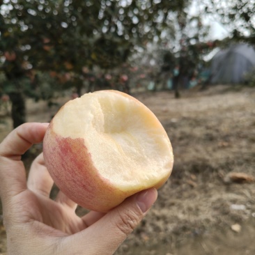 山东红富士苹果
