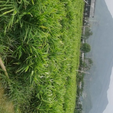 纯生态自然生长百亩基地坐标大冶市***********