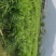 纯生态自然生长百亩基地坐标大冶市***********