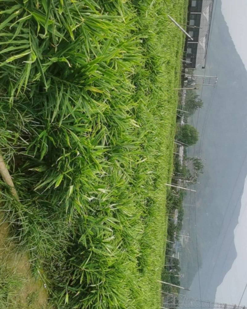 纯生态自然生长百亩基地坐标大冶市***********