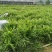纯生态自然生长百亩基地坐标大冶市***********