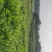 纯生态自然生长百亩基地坐标大冶市***********
