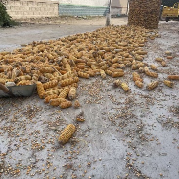 自己家的玉米