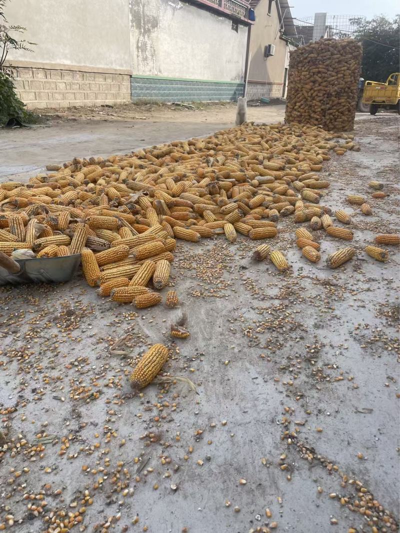 自己家的玉米