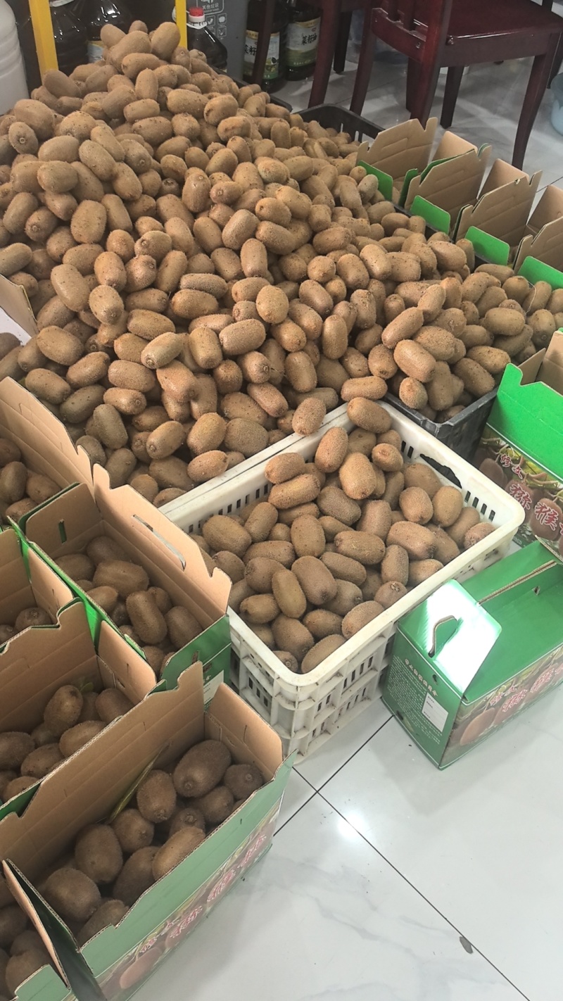 修文基地中心果园猕猴桃