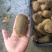 修文基地中心果园猕猴桃