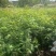 清香木袋苗
