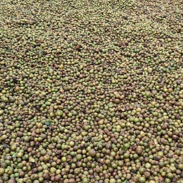 油茶果