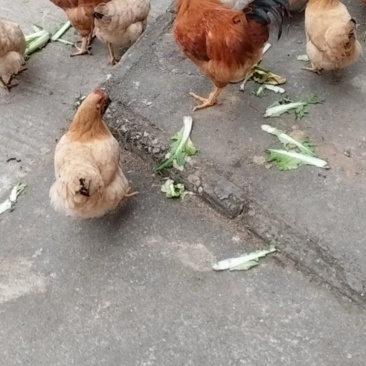 鸡。