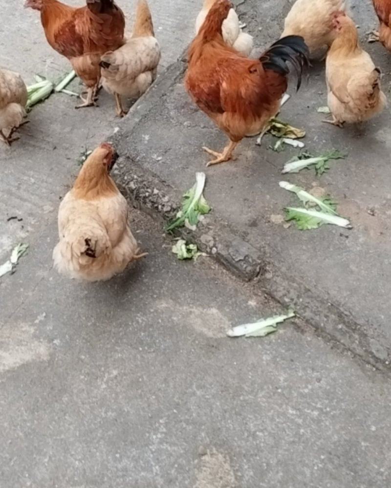 鸡。