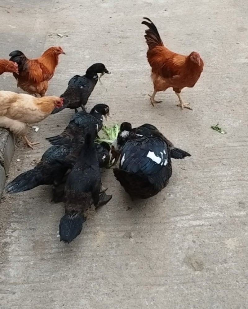鸡。