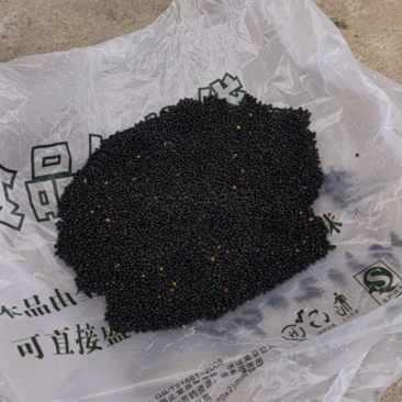 新疆昭苏油菜籽