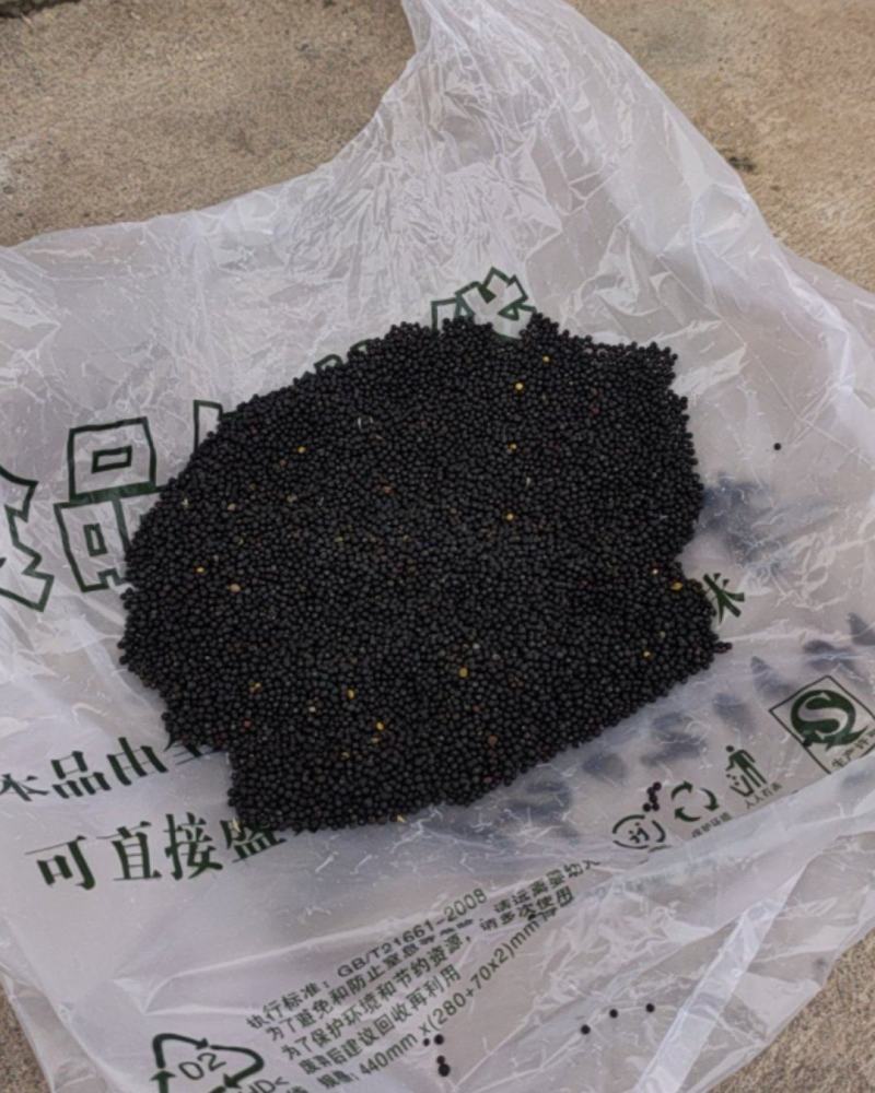 新疆昭苏油菜籽