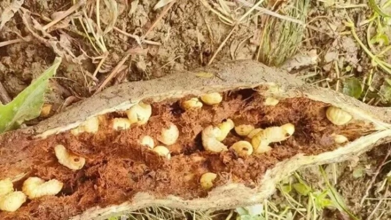 野生葛藤虫，葛根虫，山货