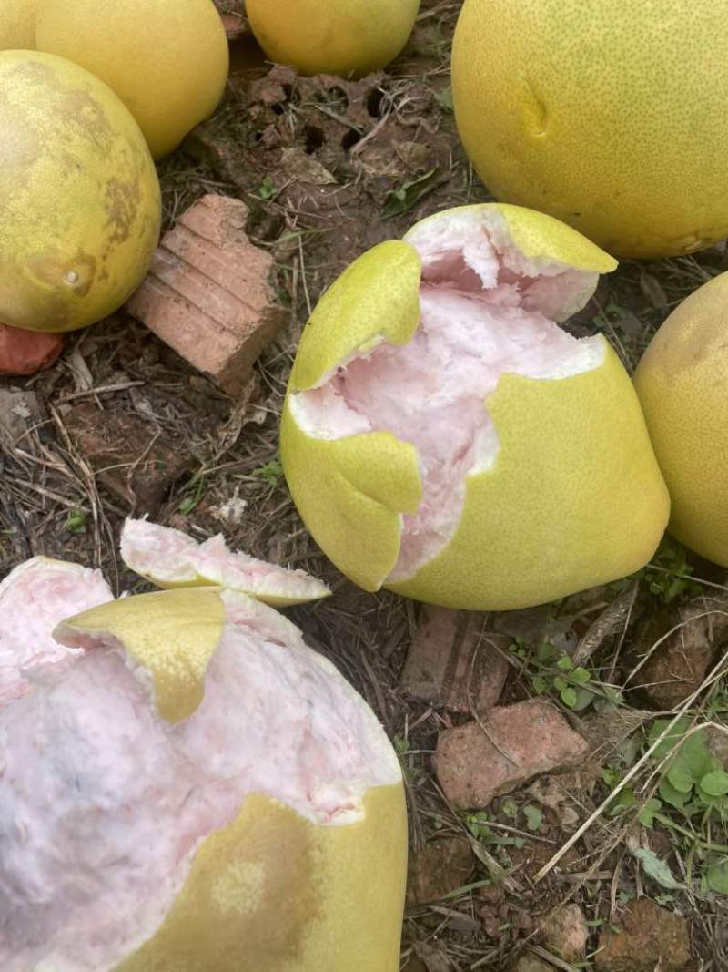 三红柚