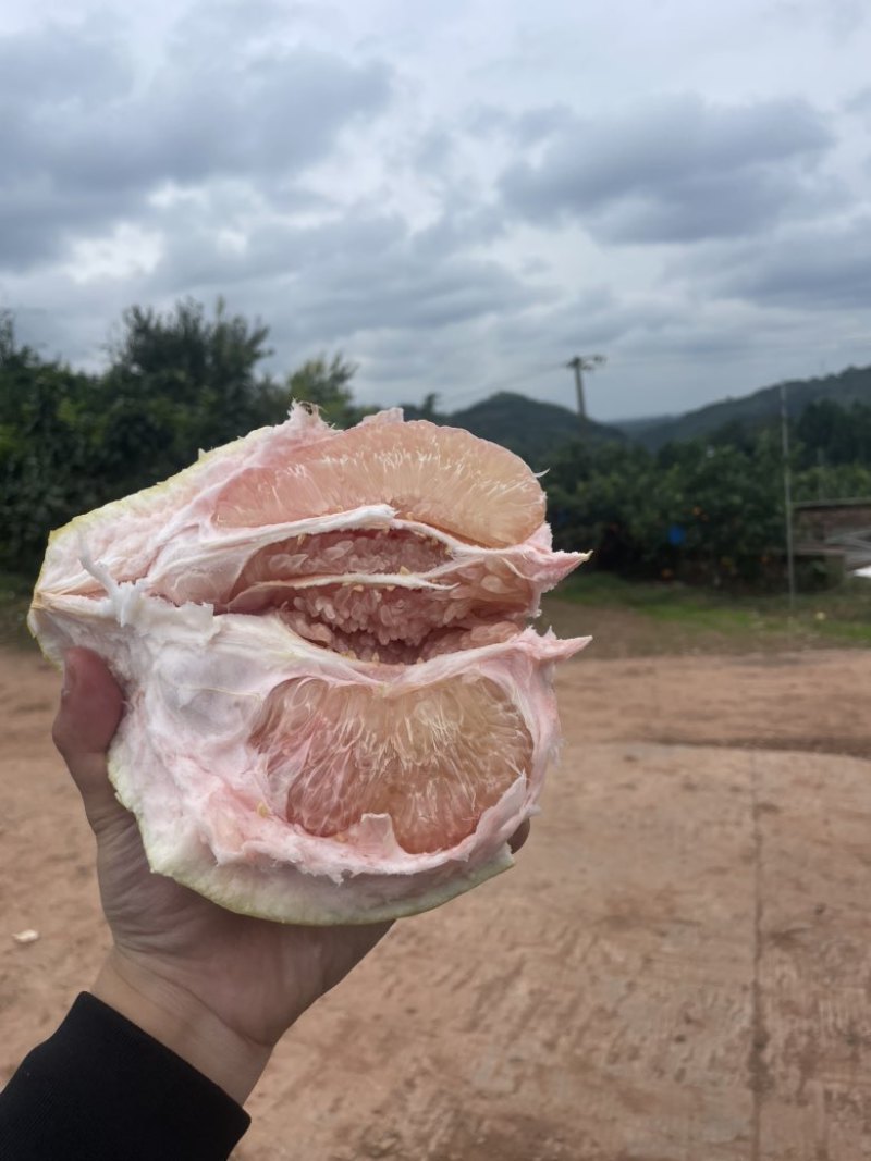 三红柚