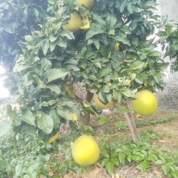 蜜桔，南丰蜜桔