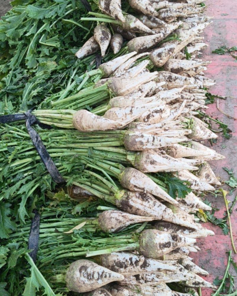 老品种花叶芥菜