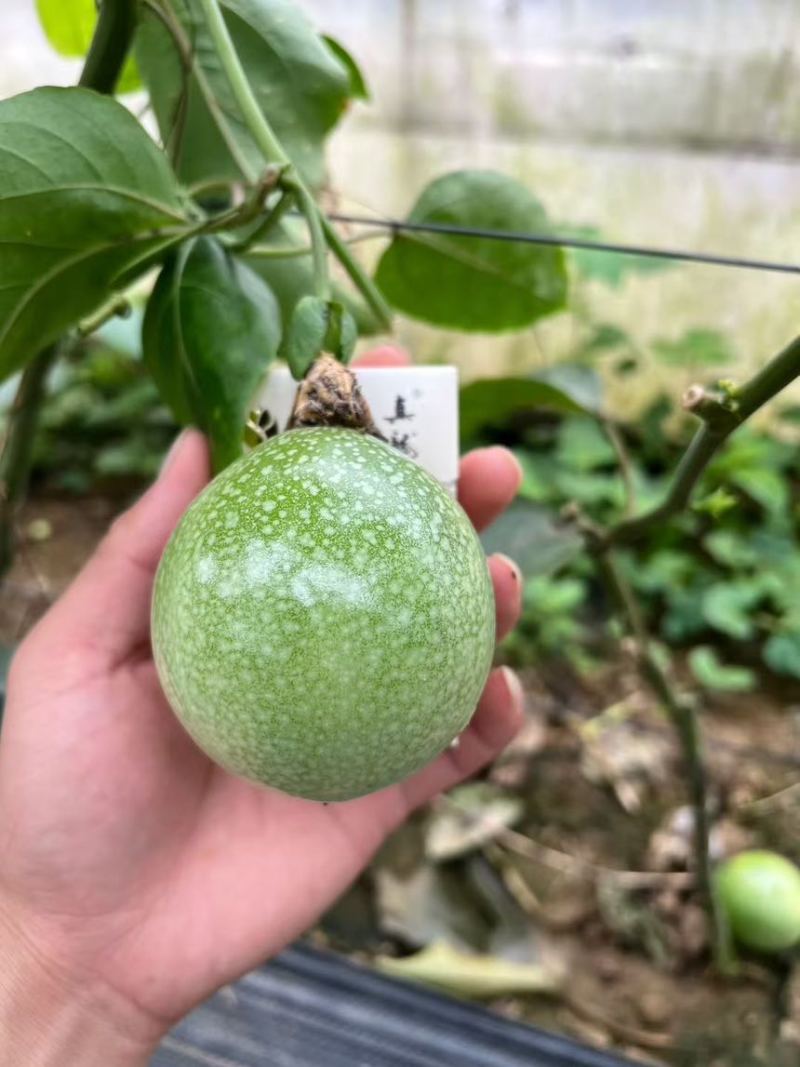 百香果苗