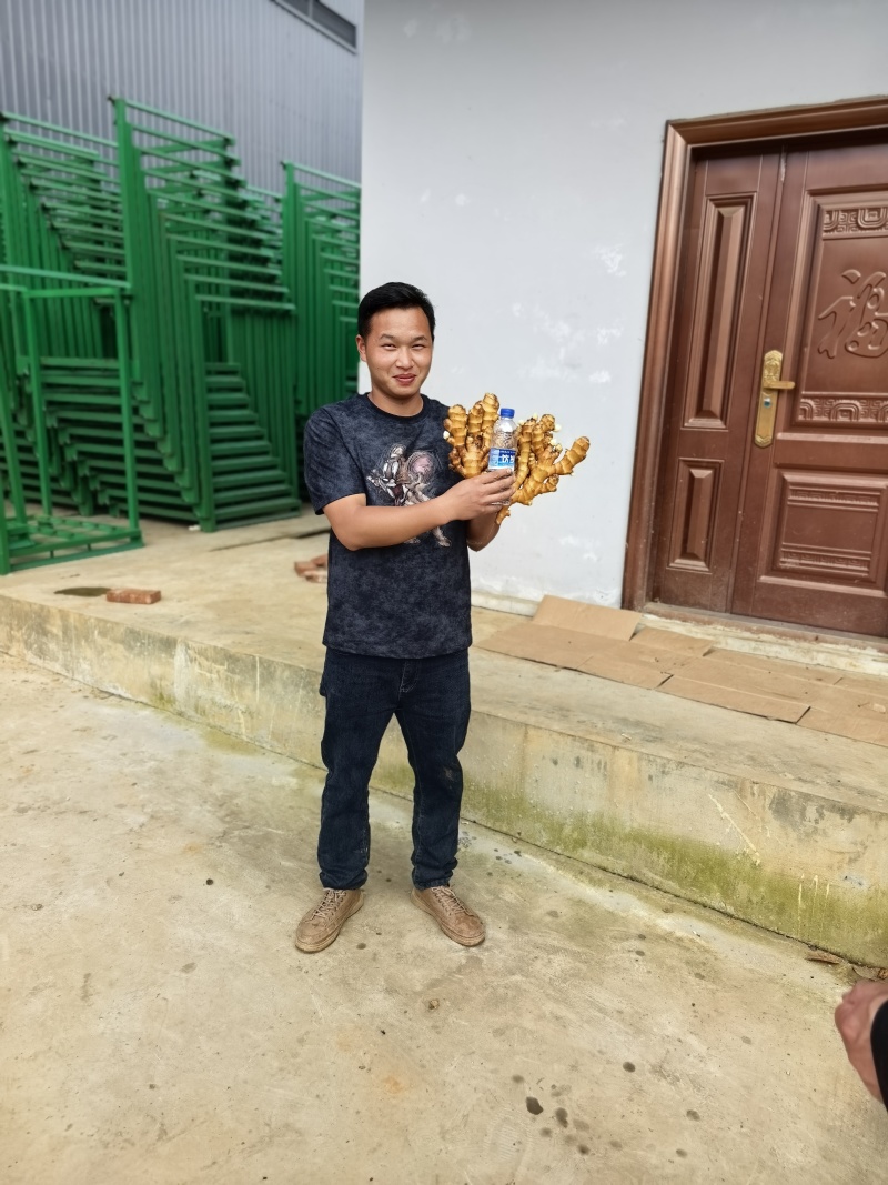 云南库存二黄姜小黄姜整车批发2.2—2.6/斤