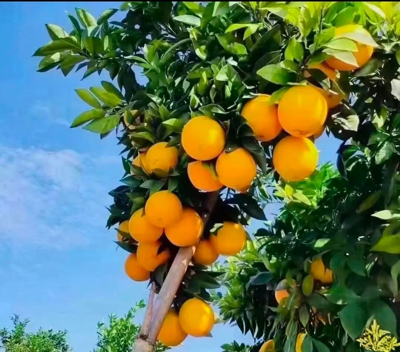 正宗赣南脐橙，***不催熟不打蜡烛